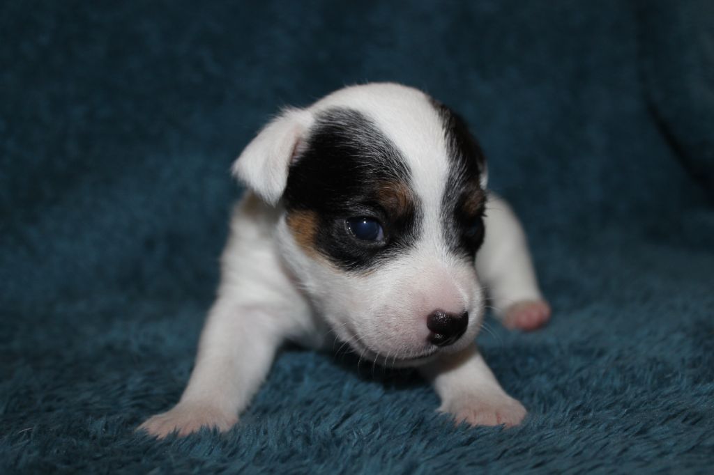 des foudres d'altesse - Chiot disponible  - Jack Russell Terrier