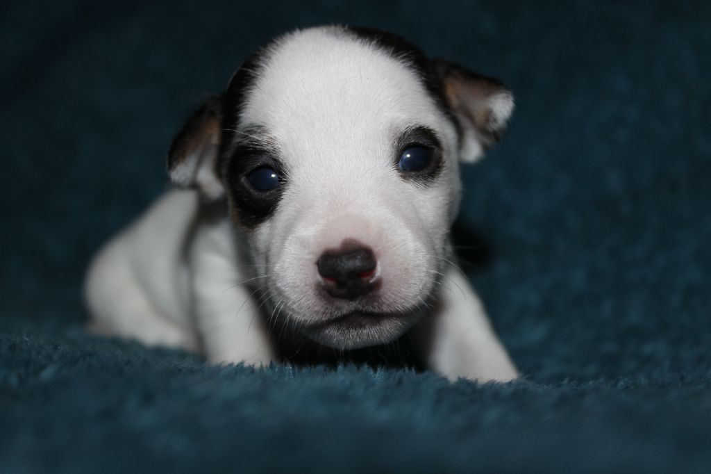 des foudres d'altesse - Chiots disponibles - Jack Russell Terrier