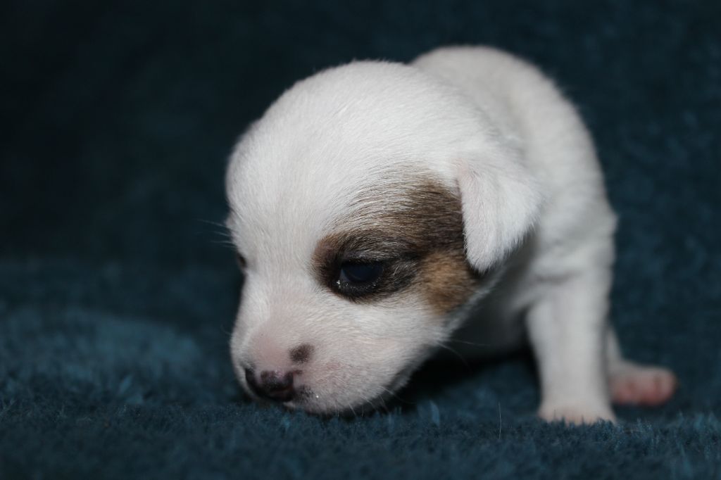 des foudres d'altesse - Chiots disponibles - Jack Russell Terrier