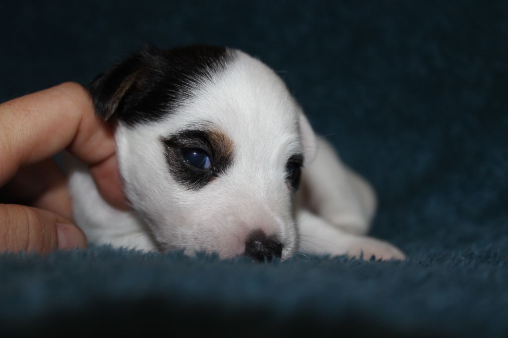 des foudres d'altesse - Chiots disponibles - Jack Russell Terrier