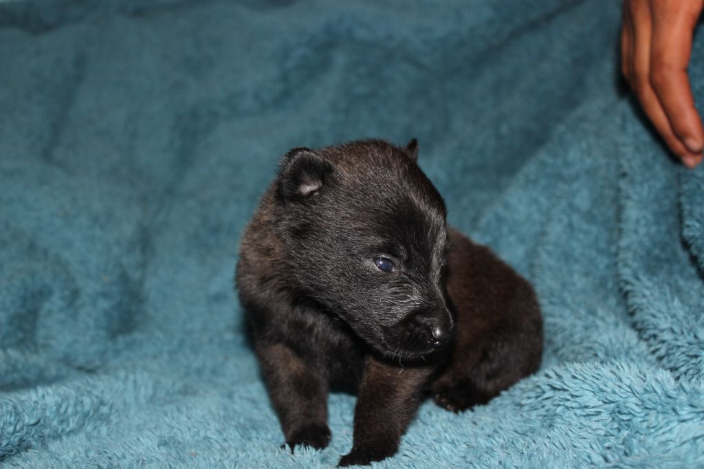 des foudres d'altesse - Chiots disponibles - Berger Belge